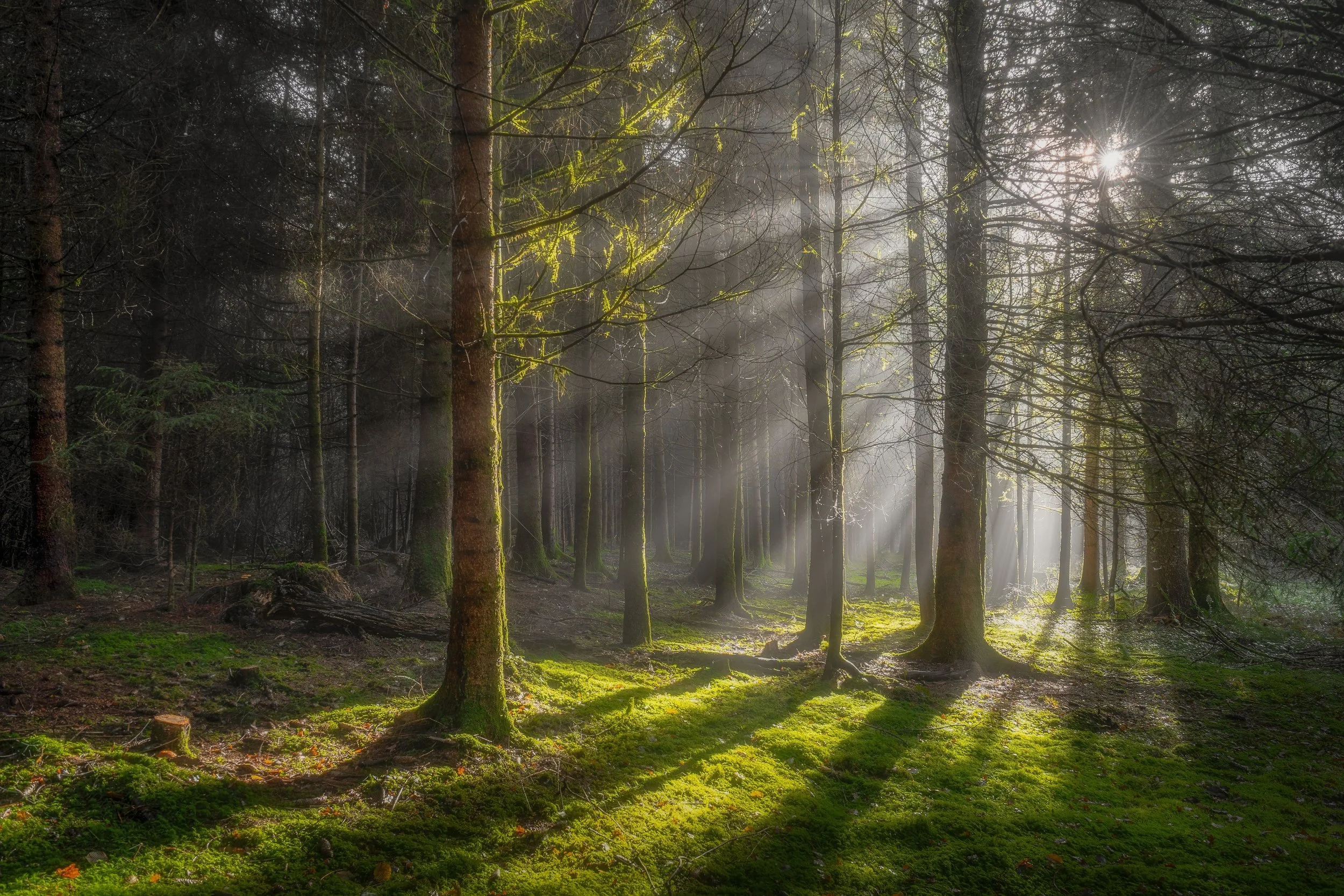 Calm forest with soft morning light filtering through trees, representing clarity and emotional grounding in therapy.