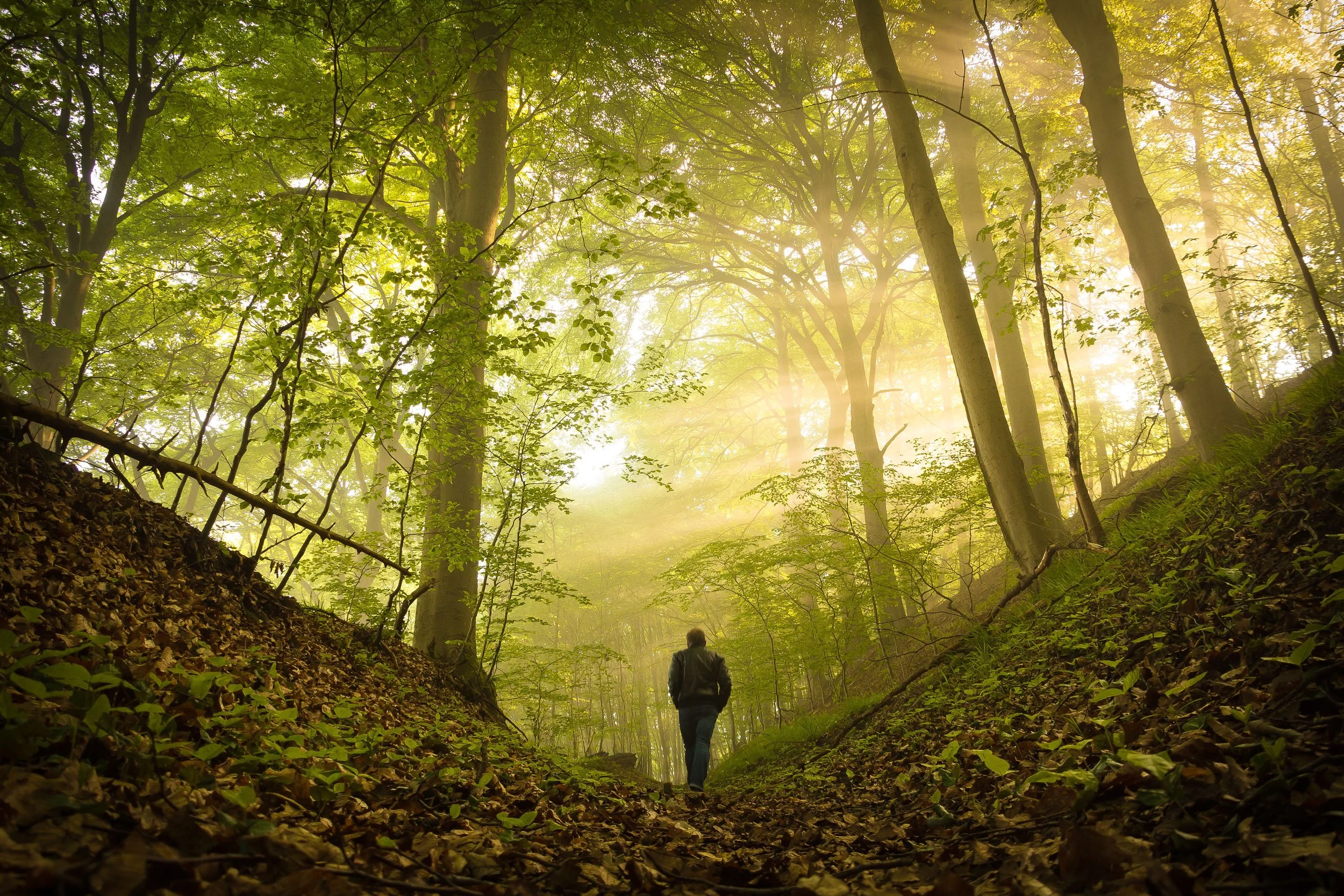 Person walking along a forest trail with sunlight filtering through the trees, representing healing and growth in trauma therapy