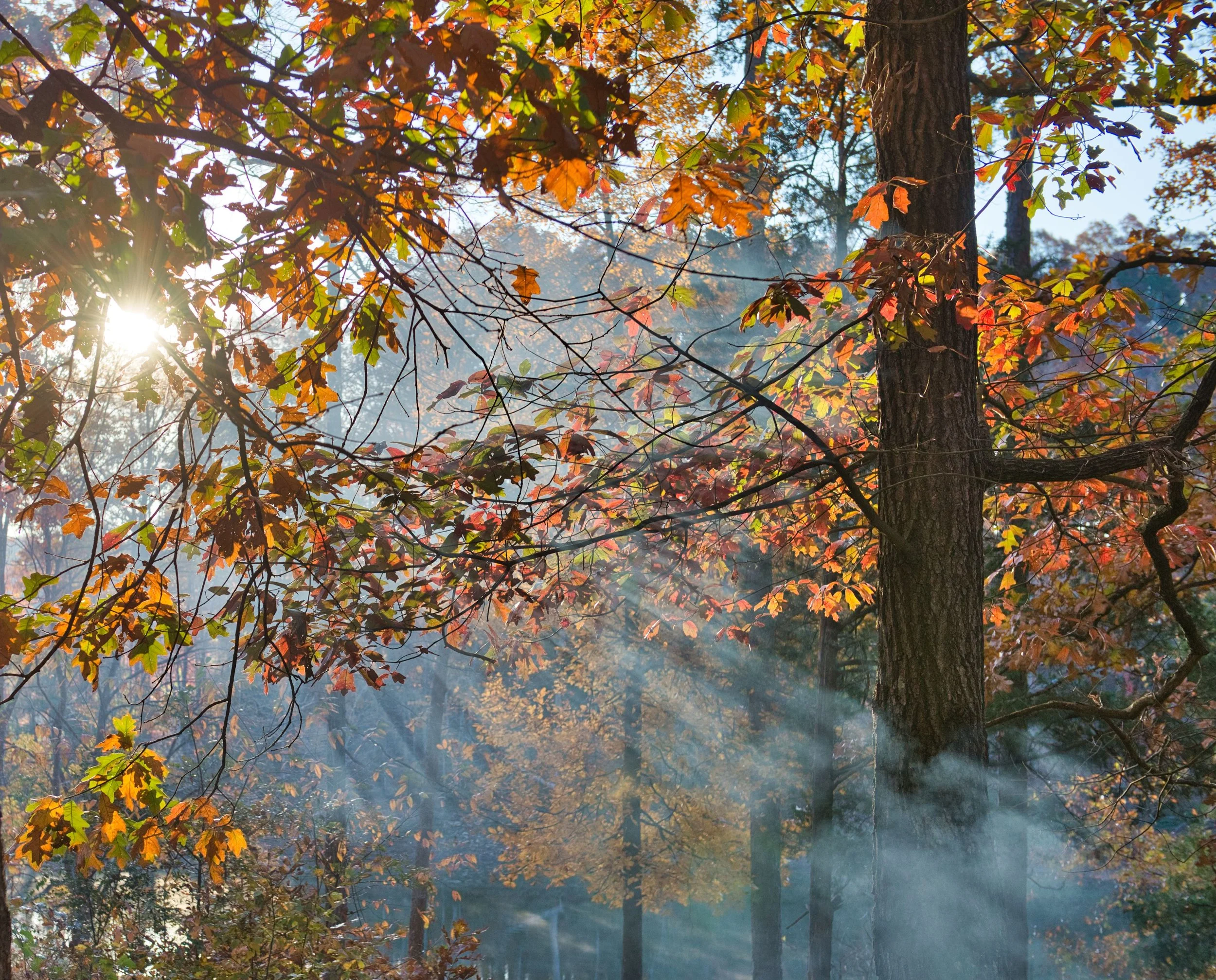 Soft morning light breaking through fog behind an autumn tree with orange leaves, evoking the clarity and warmth that therapy can bring when digital connection has replaced human intimacy
