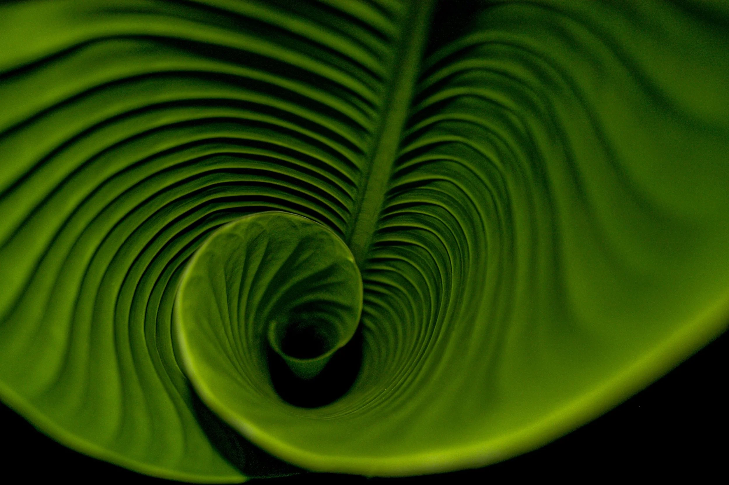 Spiral pattern of an unfurling banana leaf, representing pattern recognition and growth in narcissistic abuse recovery therapy