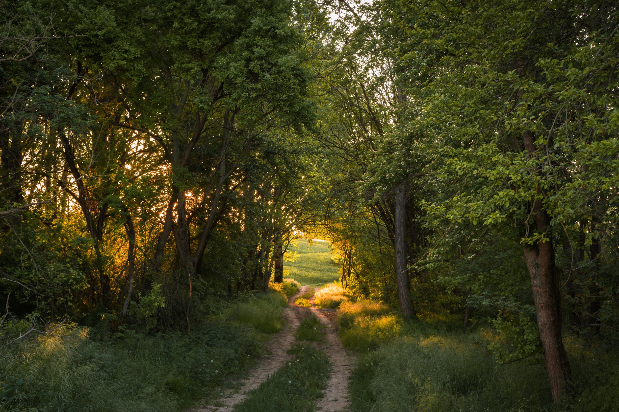 A dark road stretching forward with warm sunlight breaking through ahead, representing hope and the possibility of change in trauma therapy.