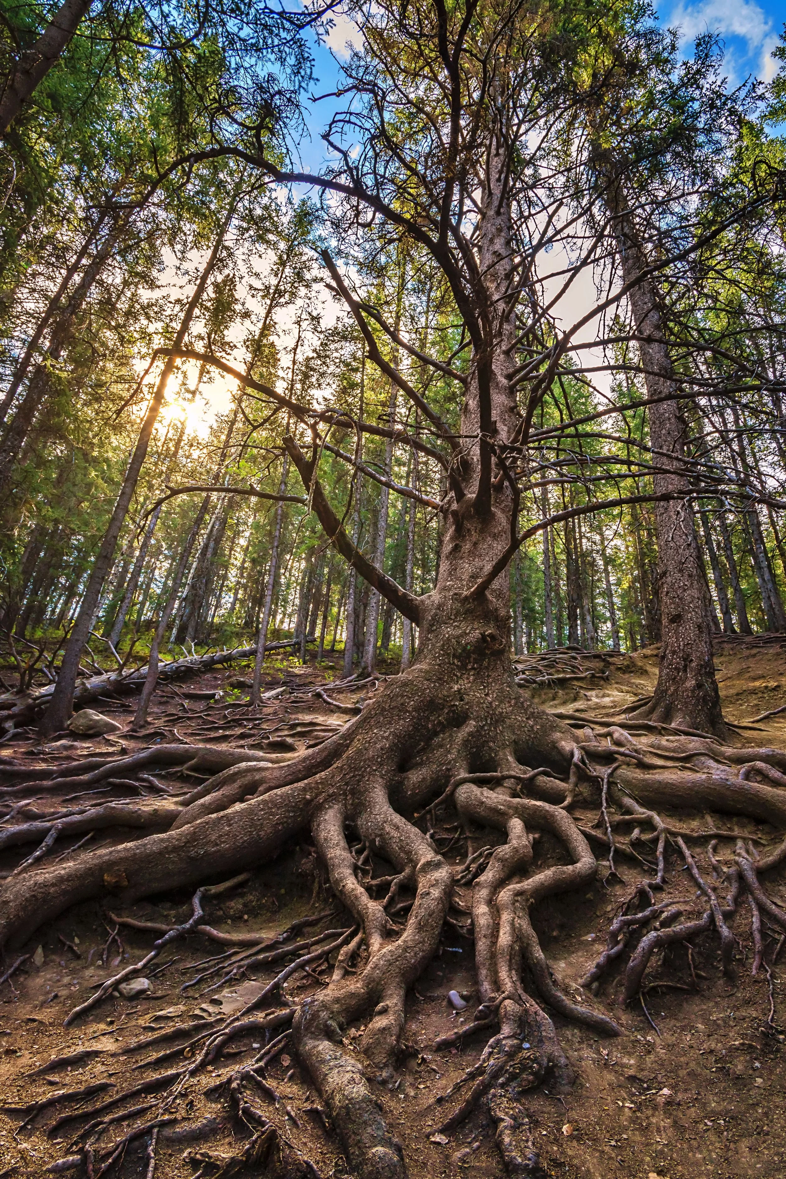 A tree with prominent exposed roots and sunlight breaking through trees in the background, evoking the depth of what shapes us and the possibility of clarity in individual trauma therapy