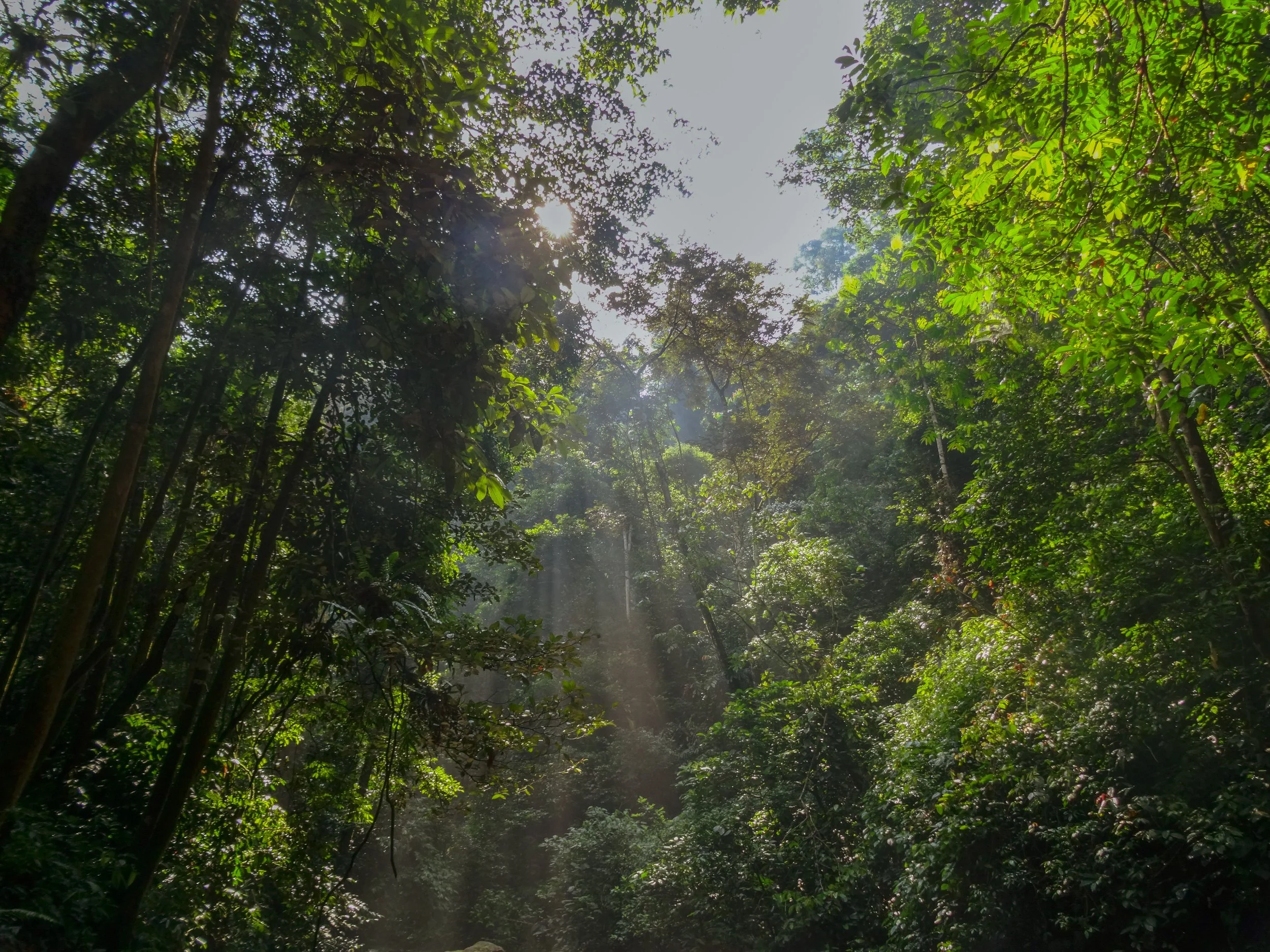Sunlight through forest trees representing healing and reflection