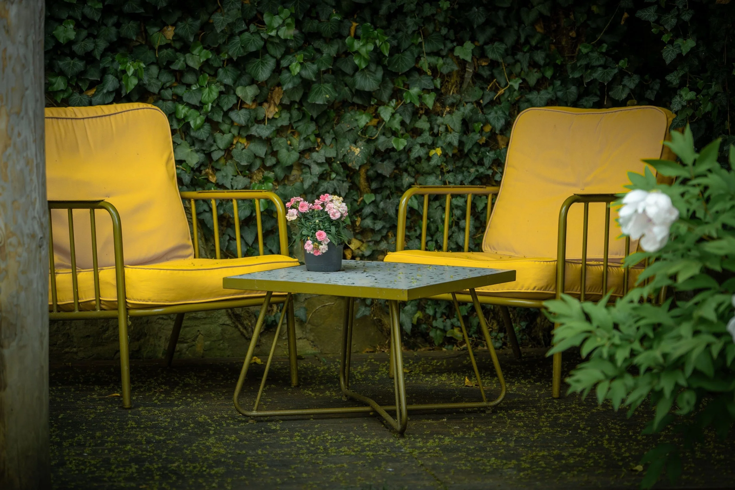 Two comfortable yellow chairs with flowers on a table against an ivy covered wall, evoking the warmth and welcome of a space where difficult family conversations can begin