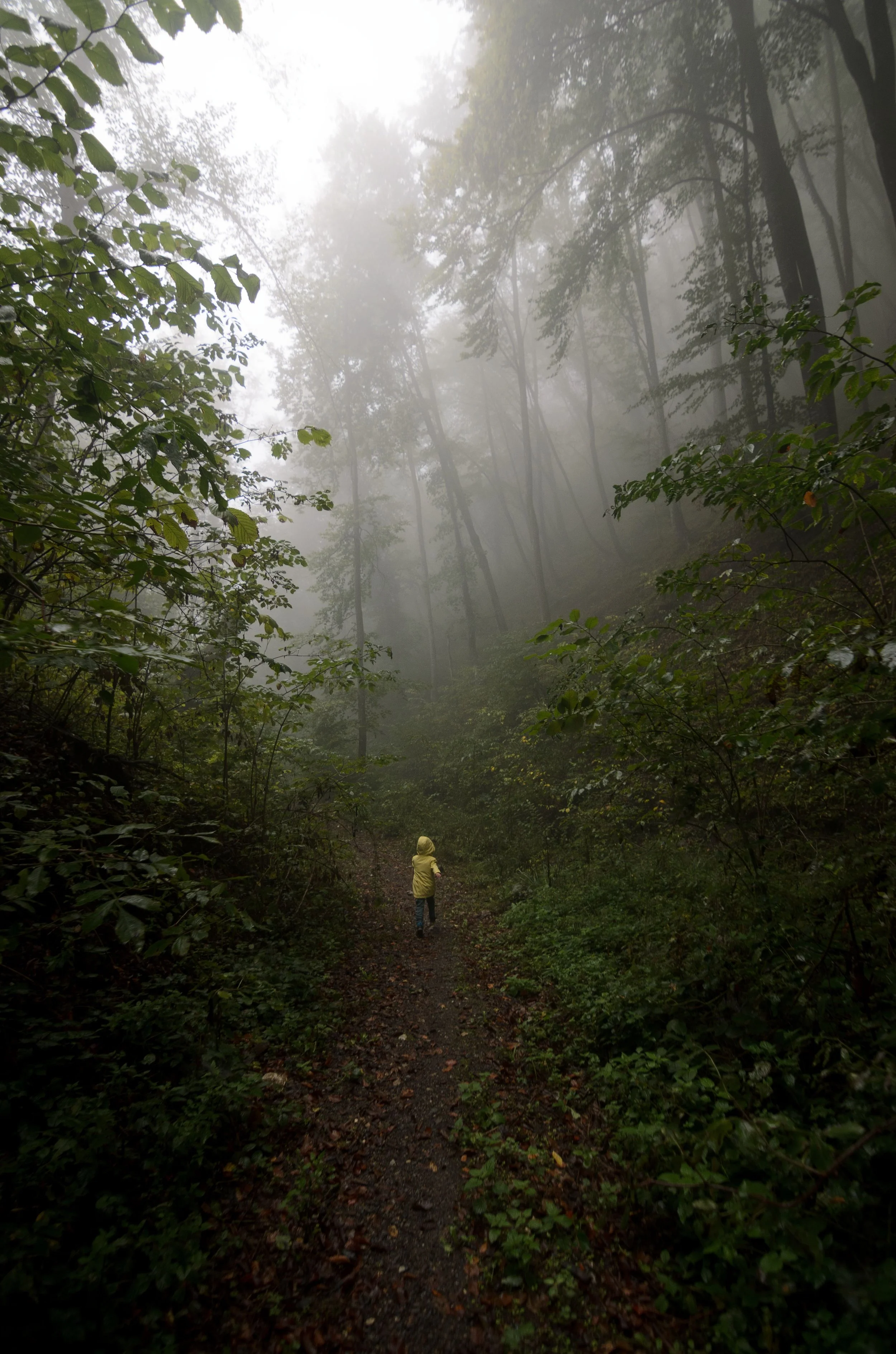 A child in a yellow raincoat walks alone through a misty forest after rain, representing the early experiences and family patterns that shape how we learn to navigate closeness and connection in relationships.