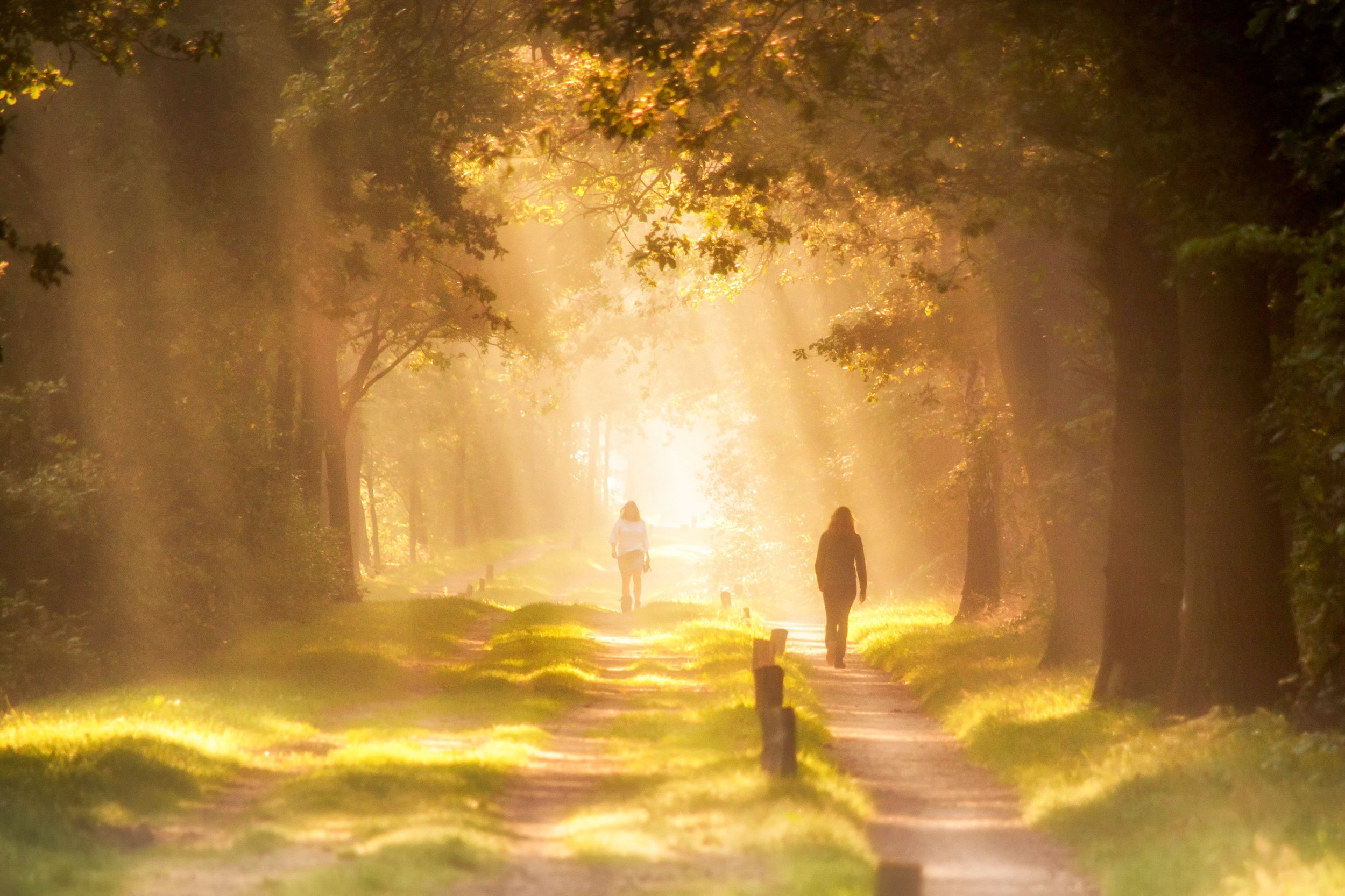 Two indistinct figures walking separately along a wooded path surrounded by trees, with fog and soft light breaking through the canopy, symbolizing uncertainty and healing