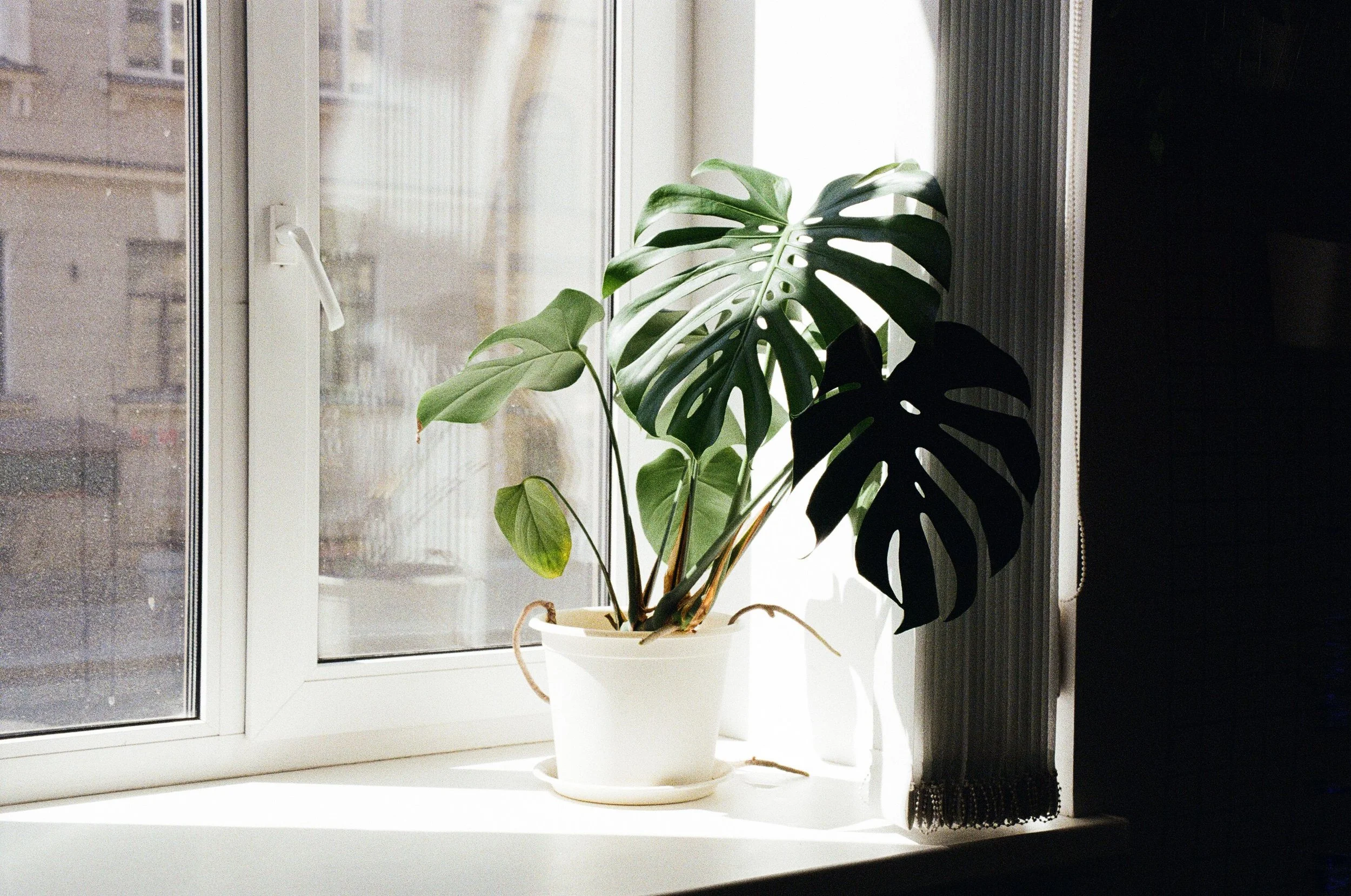 A monstera plant on a bright white windowsill with sunlight streaming in, evoking the clarity and safety that betrayal trauma therapy can help restore