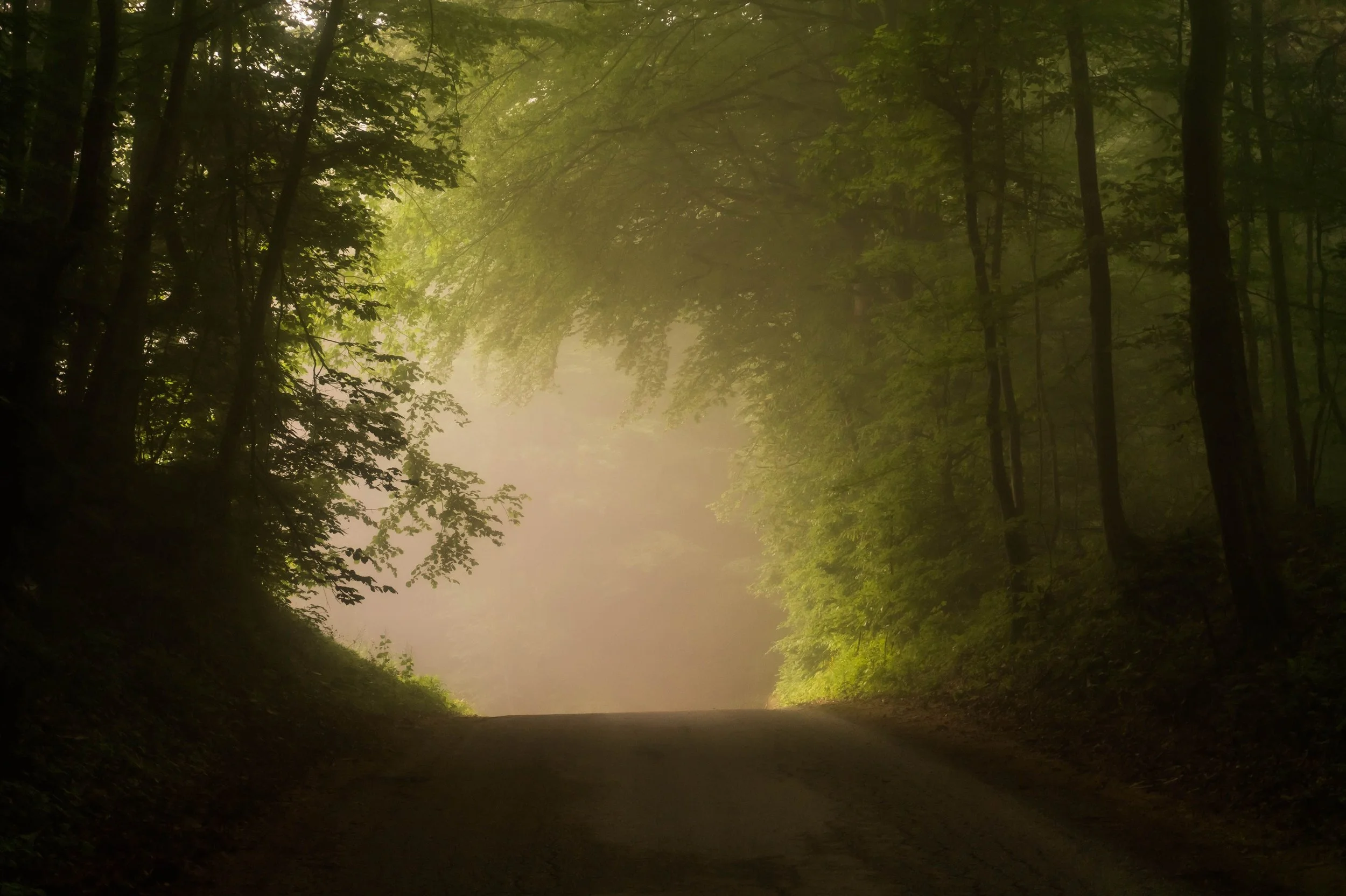 A dark forest path that opens into bright sunlight ahead, symbolizing the journey through betrayal trauma toward healing