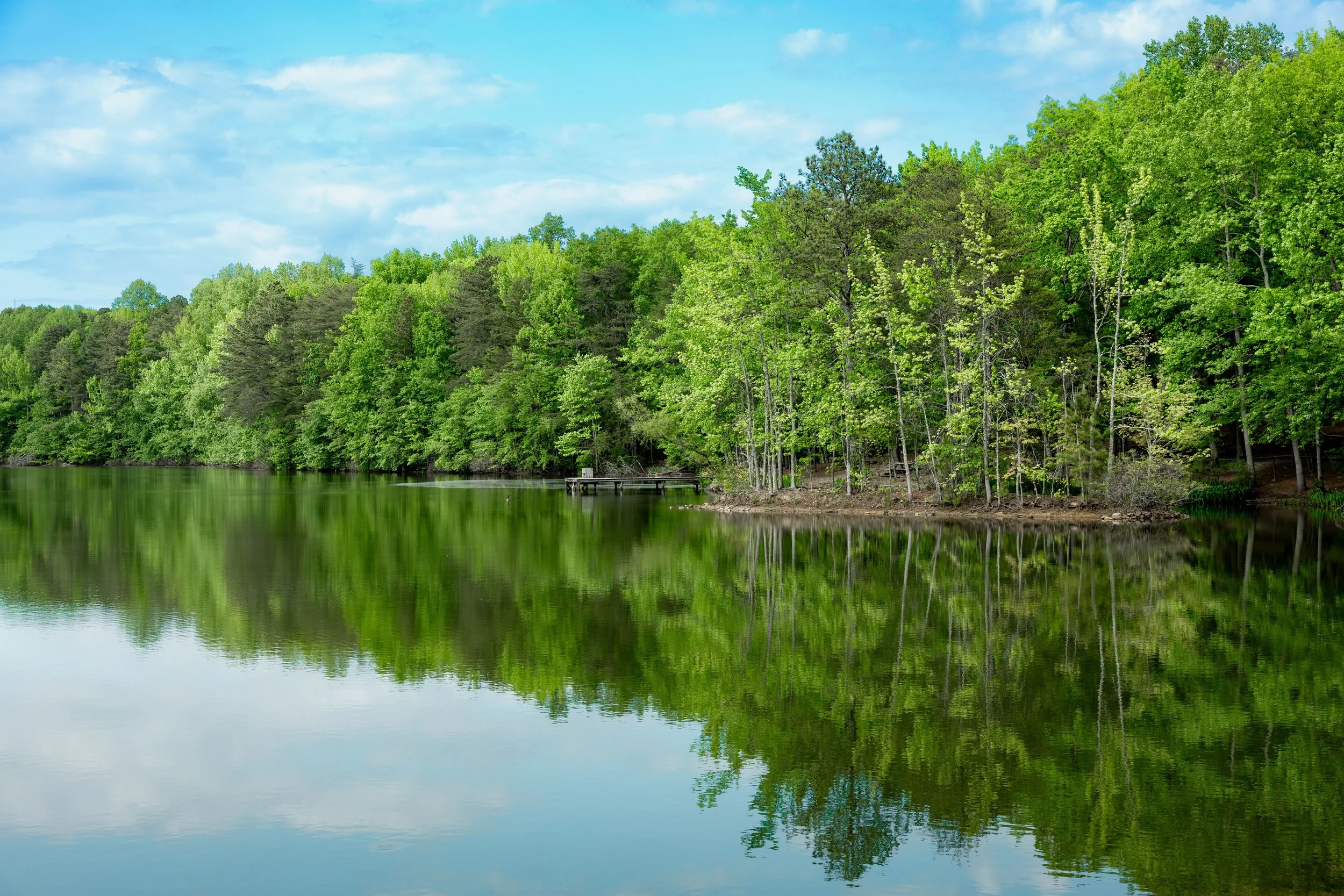 A copse of trees reflected clearly in still water, representing the clarity and self-trust that healing from narcissistic abuse can restore
