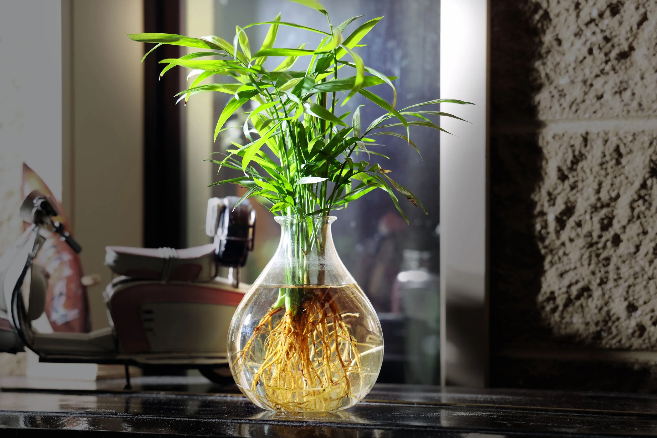 A plant with visible roots growing in a clear vase of water, representing the deep relational work and lasting foundation built through Gottman Method couples therapy in Austin, TX.