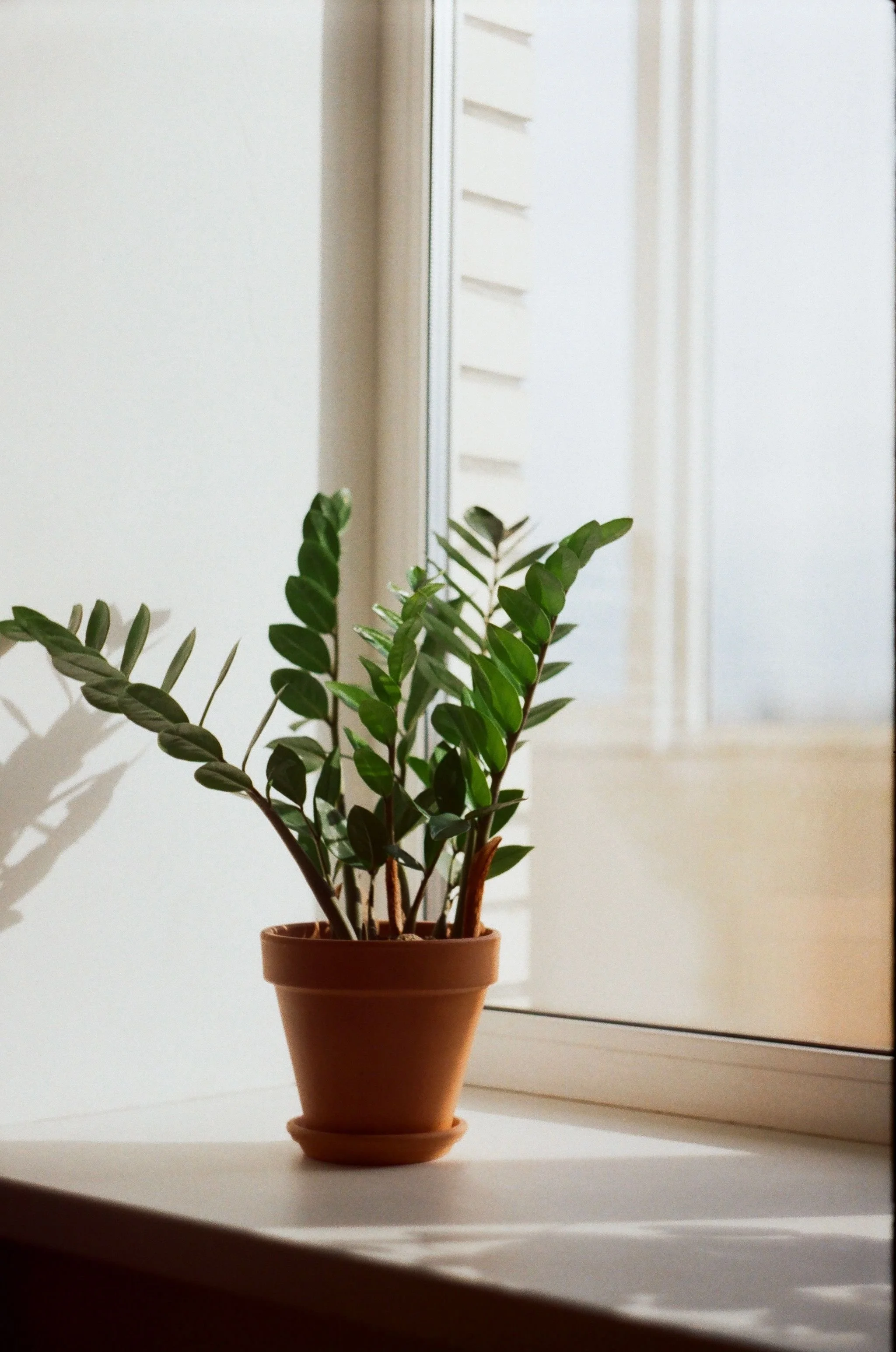 Small plant in a sunny window representing growth and healing in PTSD therapy in Austin Texas