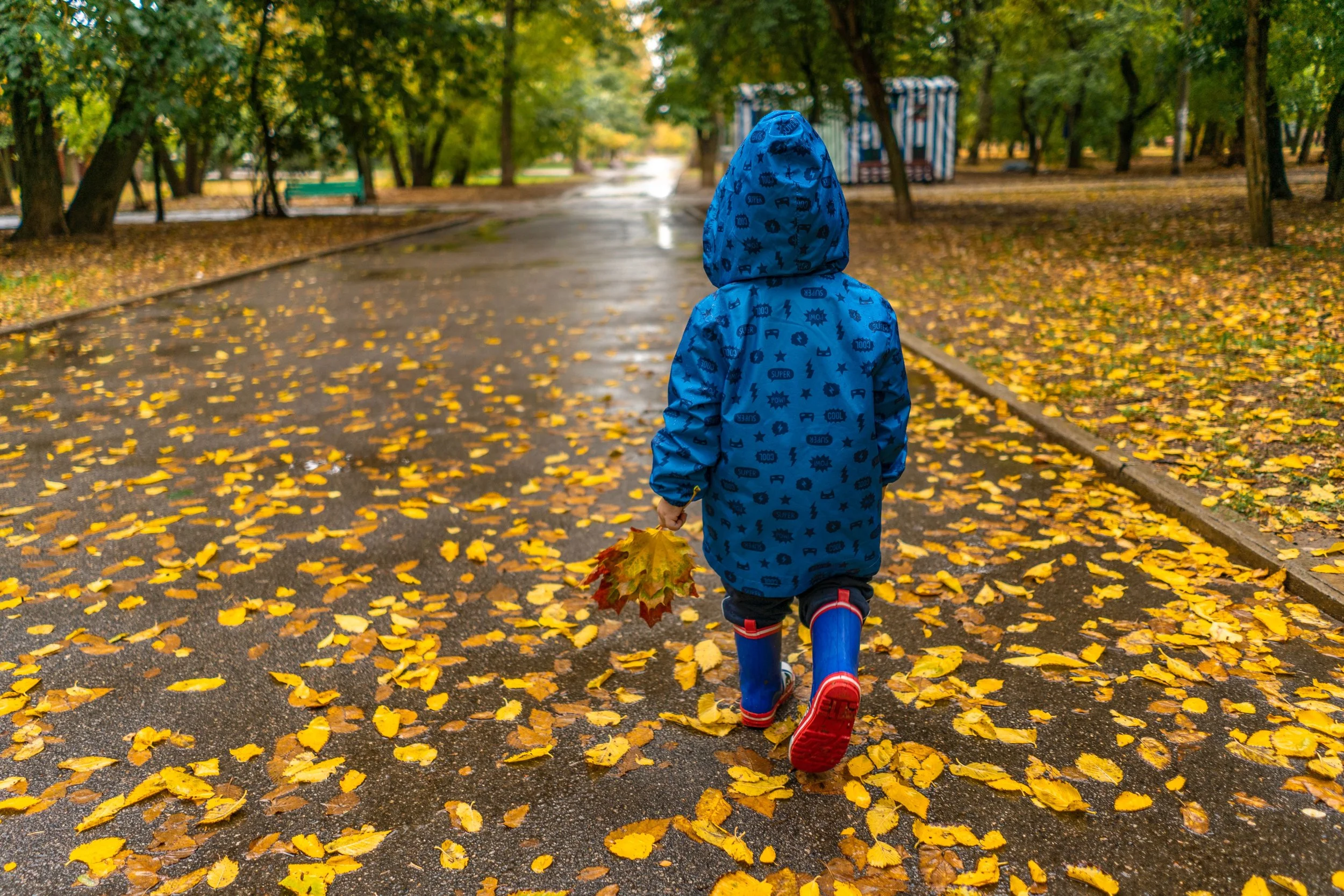 Child walking along a wet street covered in fallen autumn leaves