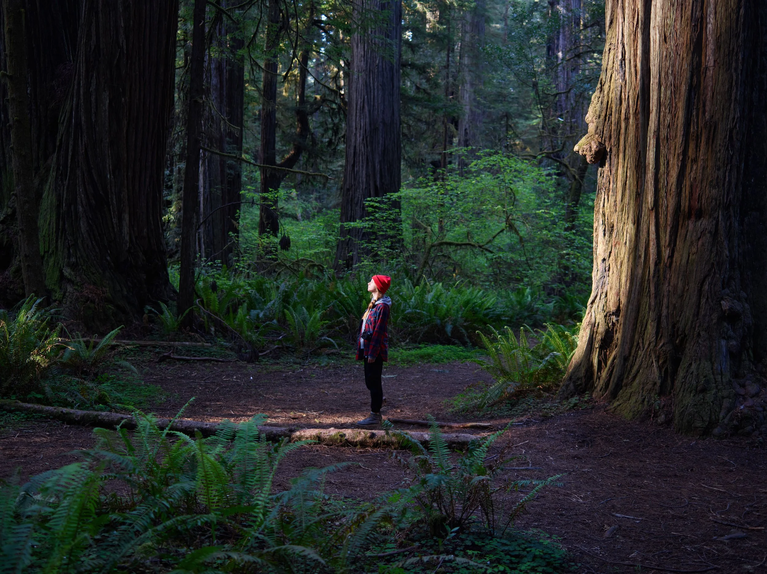 Person standing at a forest crossroads with sunlight shining through the trees.