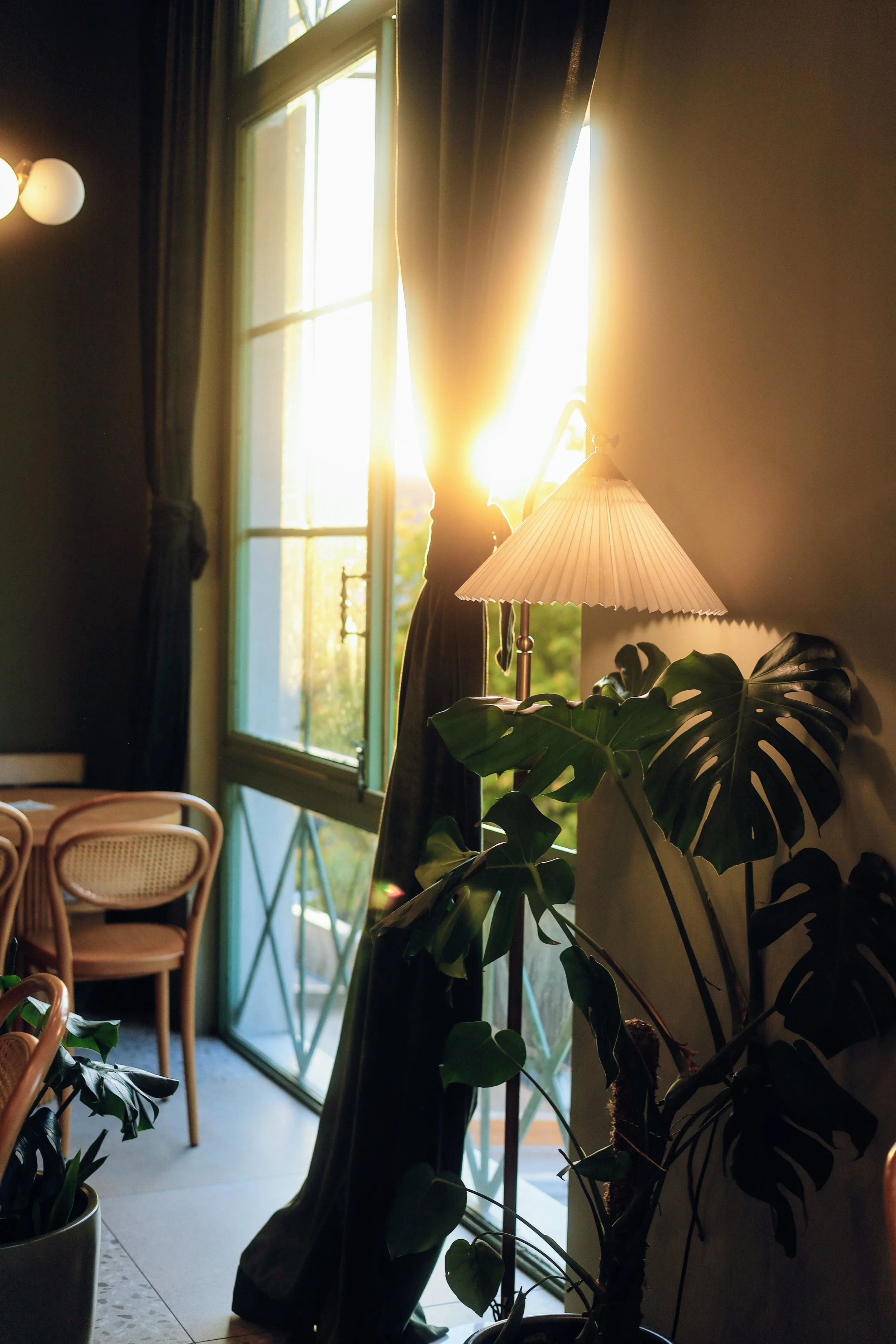 Warm natural light through a window with a monstera plant, evoking the calm and clarity that betrayal trauma therapy can help restore