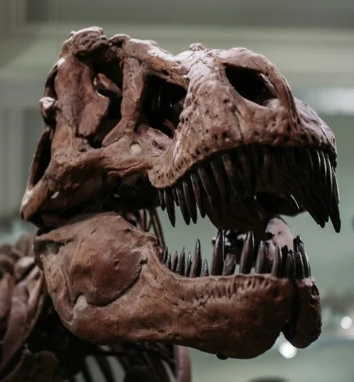 Survivor or Dinosaur