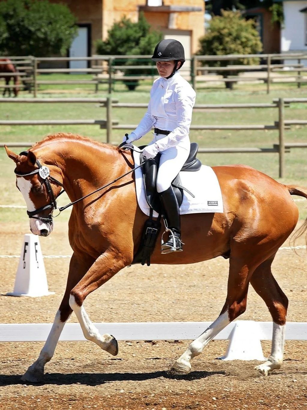 A person in a blue shirt with "Lauren Hough" logo holding a brown horse wearing a blue fly mask with "Equiline" logo.