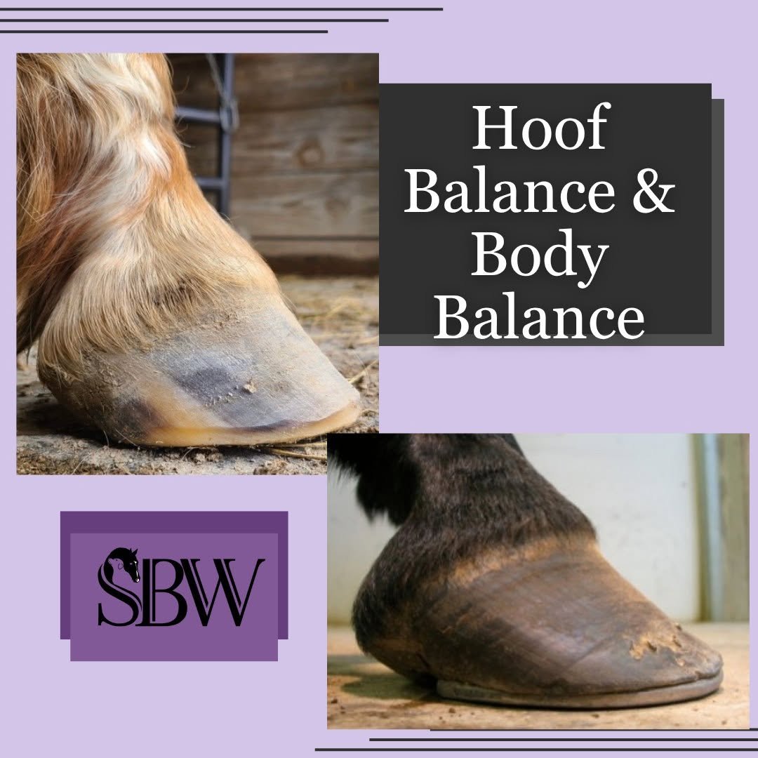 HOW EQUINE HOOF ANGLES IMPACT THE HINDQUARTERS