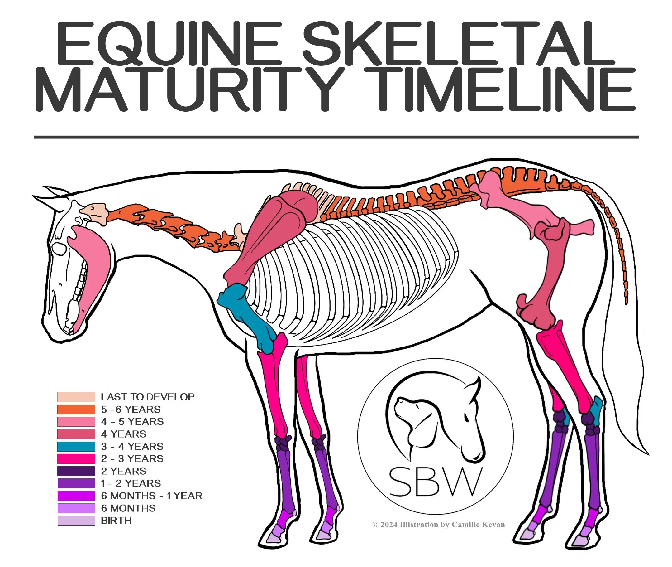 SKELETAL DEVELOPMENT should be considered more when we are developing young horses.&nbsp;