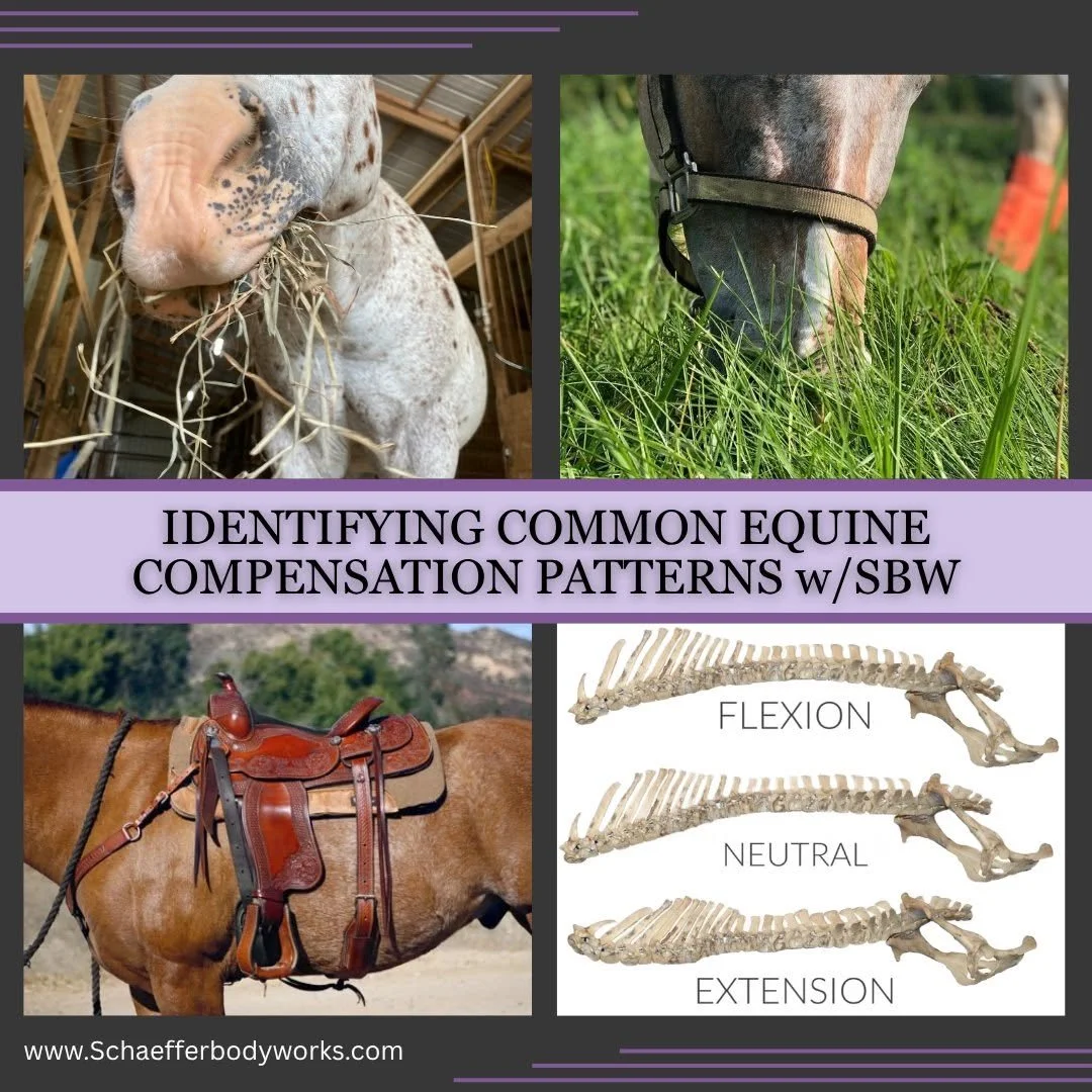 Identifying Equine Compensation Patterns