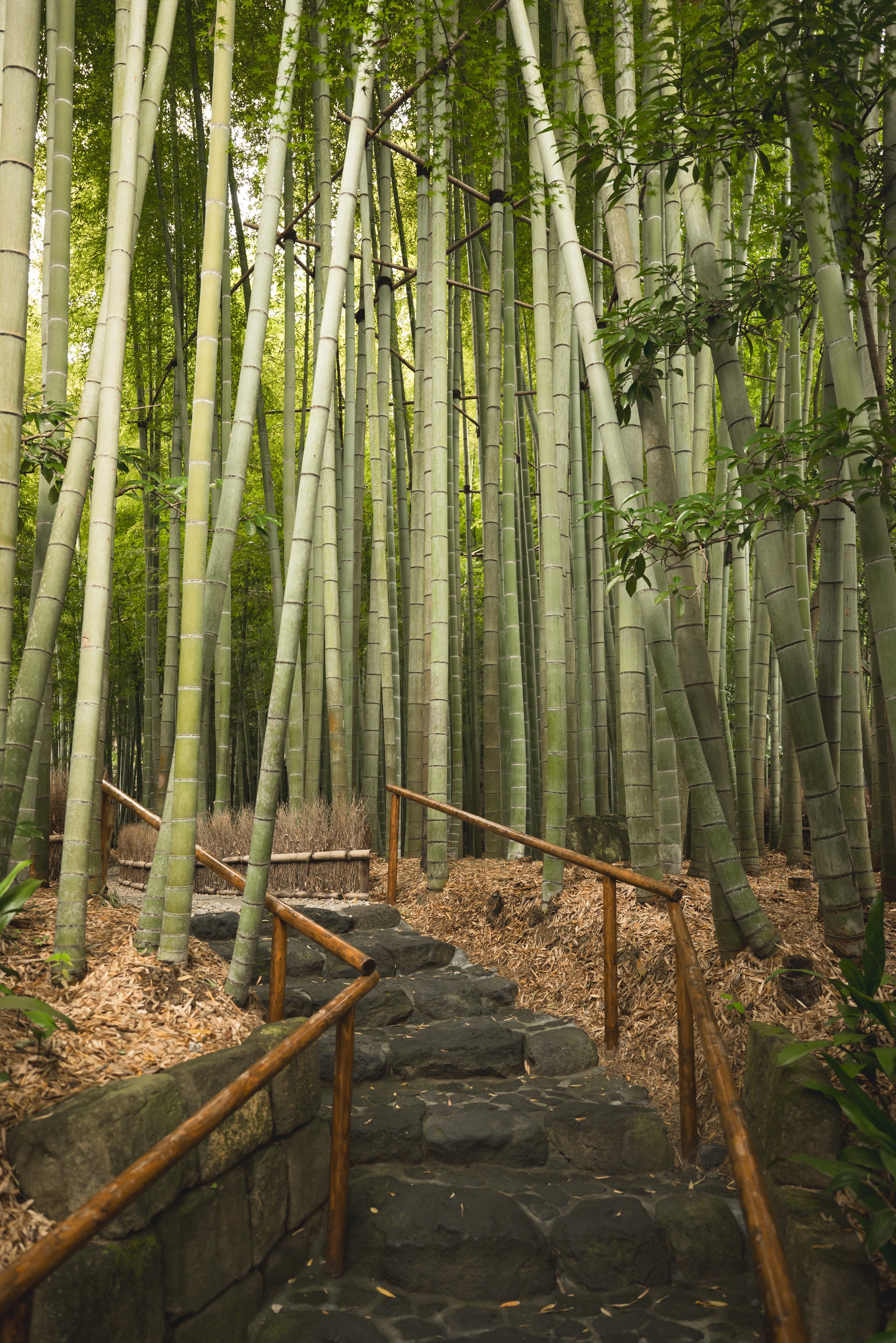 Hokokuji: Kamakura's Bamboo Forest and the Quiet Alternative to Arashiyama