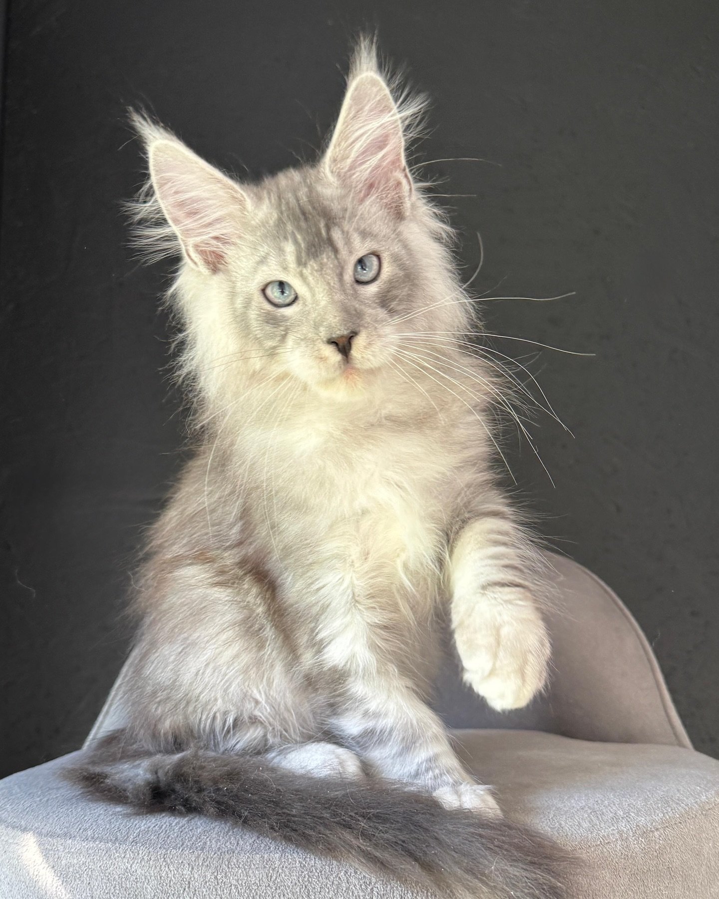 Meet Aspen 🌬️✨
A Rare Blue-Eyed Sweet boy!

With eyes like glacier lakes and a coat as soft as mountain mist, Aspen is a once-in-a-lifetime Maine Coon kitten. His silvery fur glows in the sunlight, and his piercing blue eyes are a rare and mesmerizi