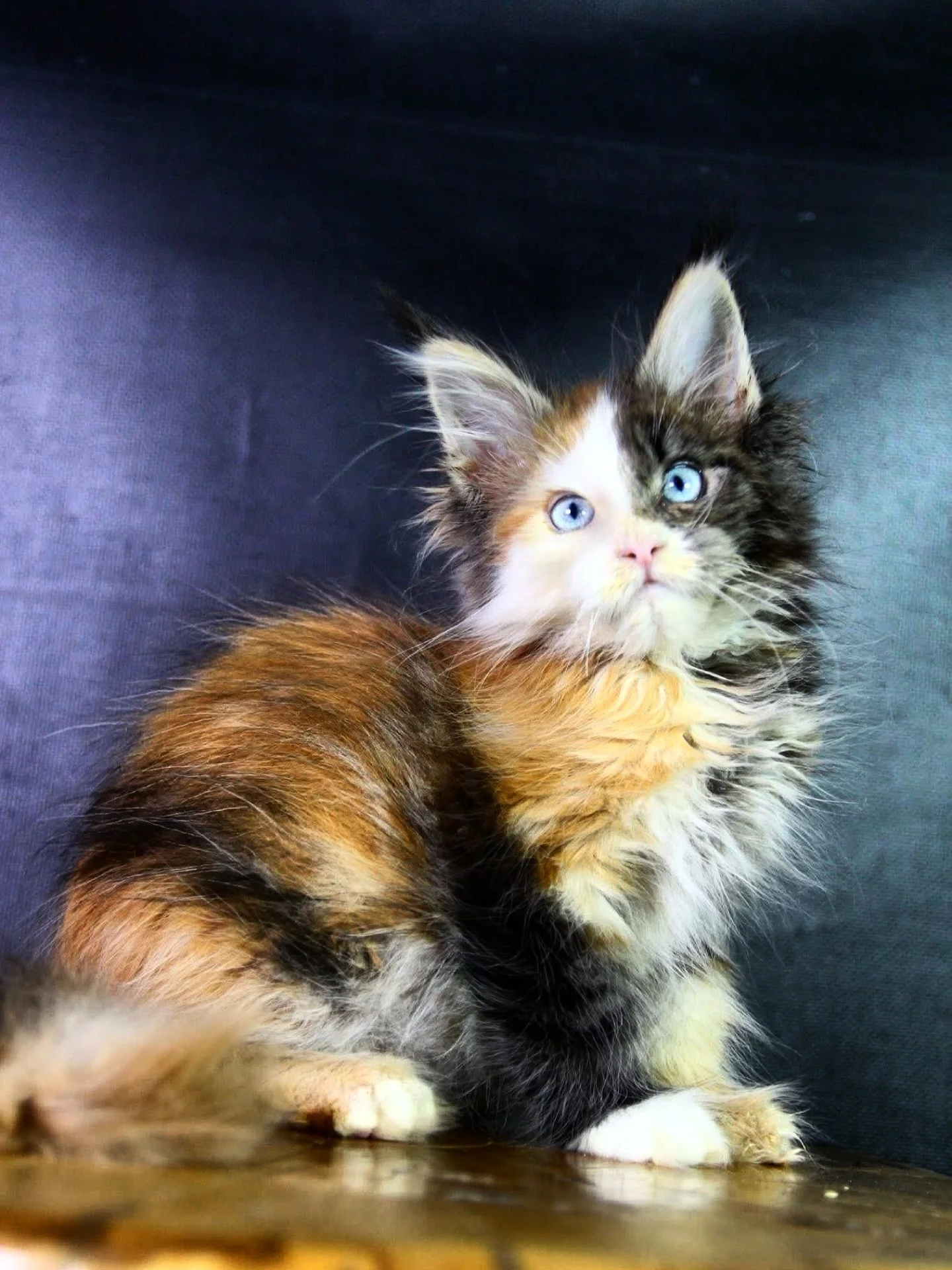 What should we name this amazing little girl😻❤️ #mainecoon