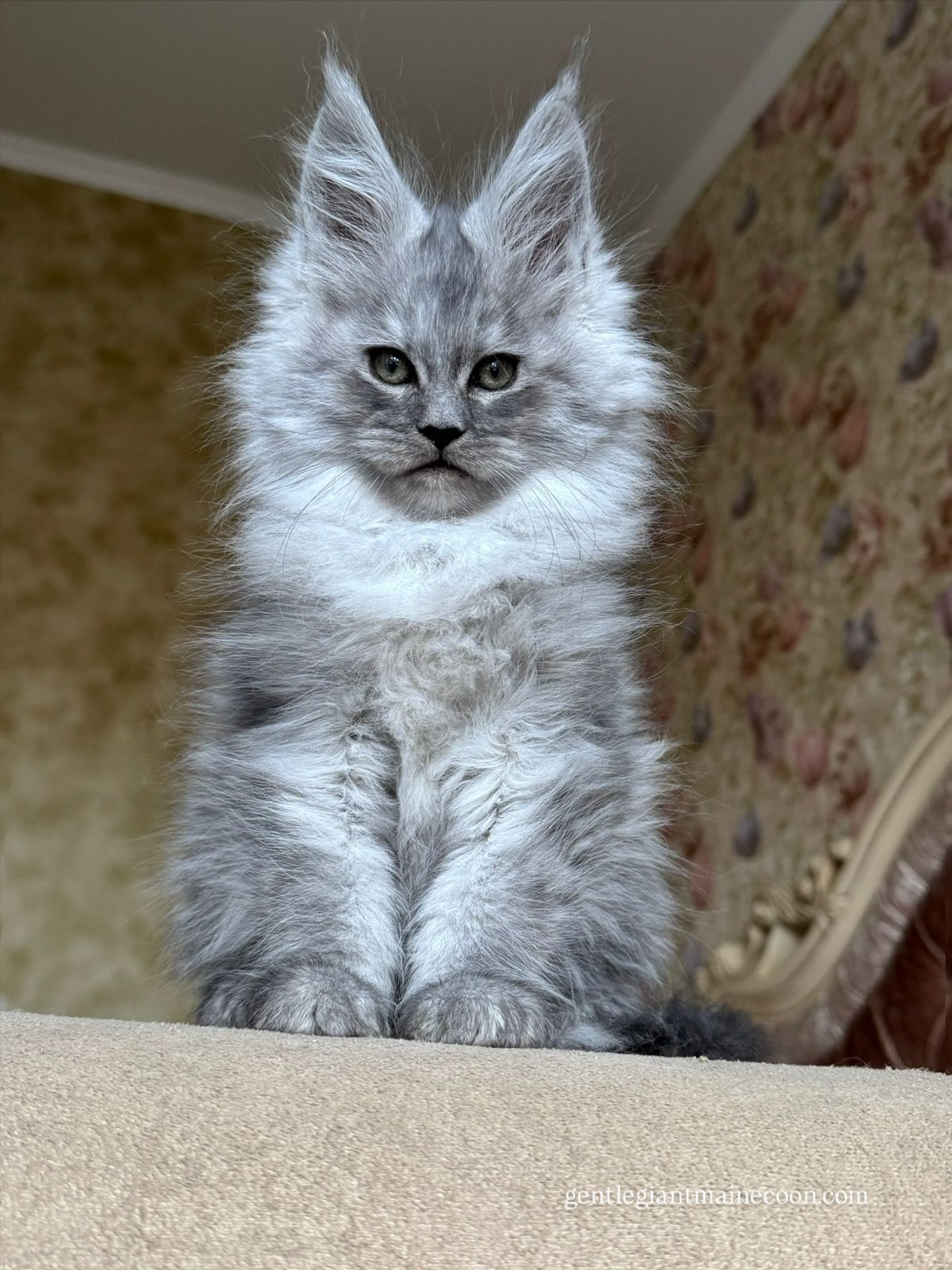 what would you name him💙