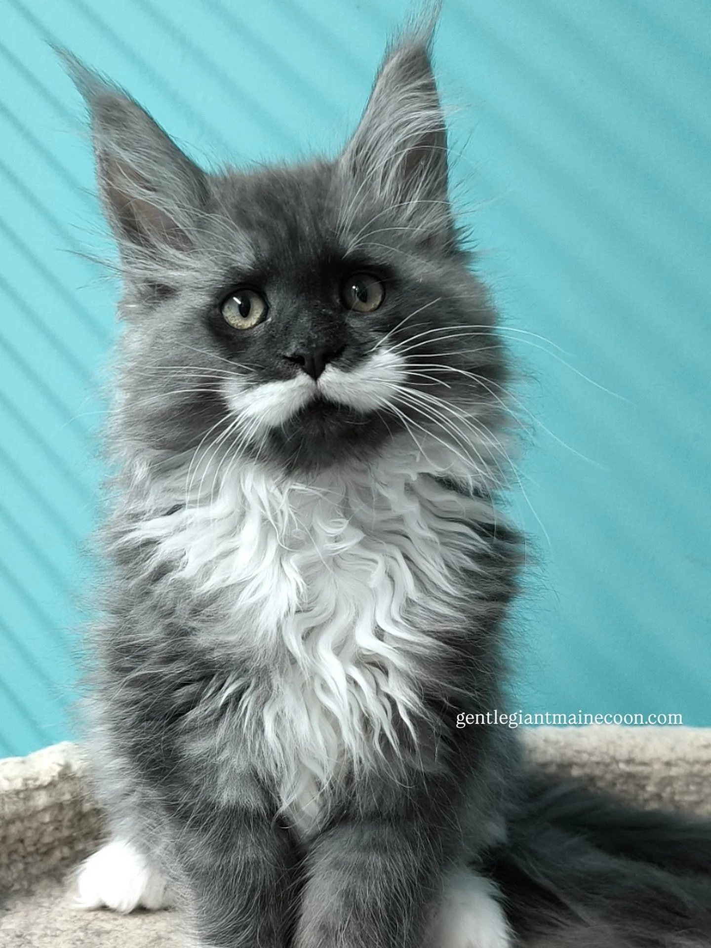 He has a MUSTACHE 😭🤍

Meet this dapper little gentleman with the most perfect white mustache and matching mittens. A true Maine Coon heartthrob&mdash;charming, curious, and already rocking a distinguished look like he&rsquo;s been around forever.