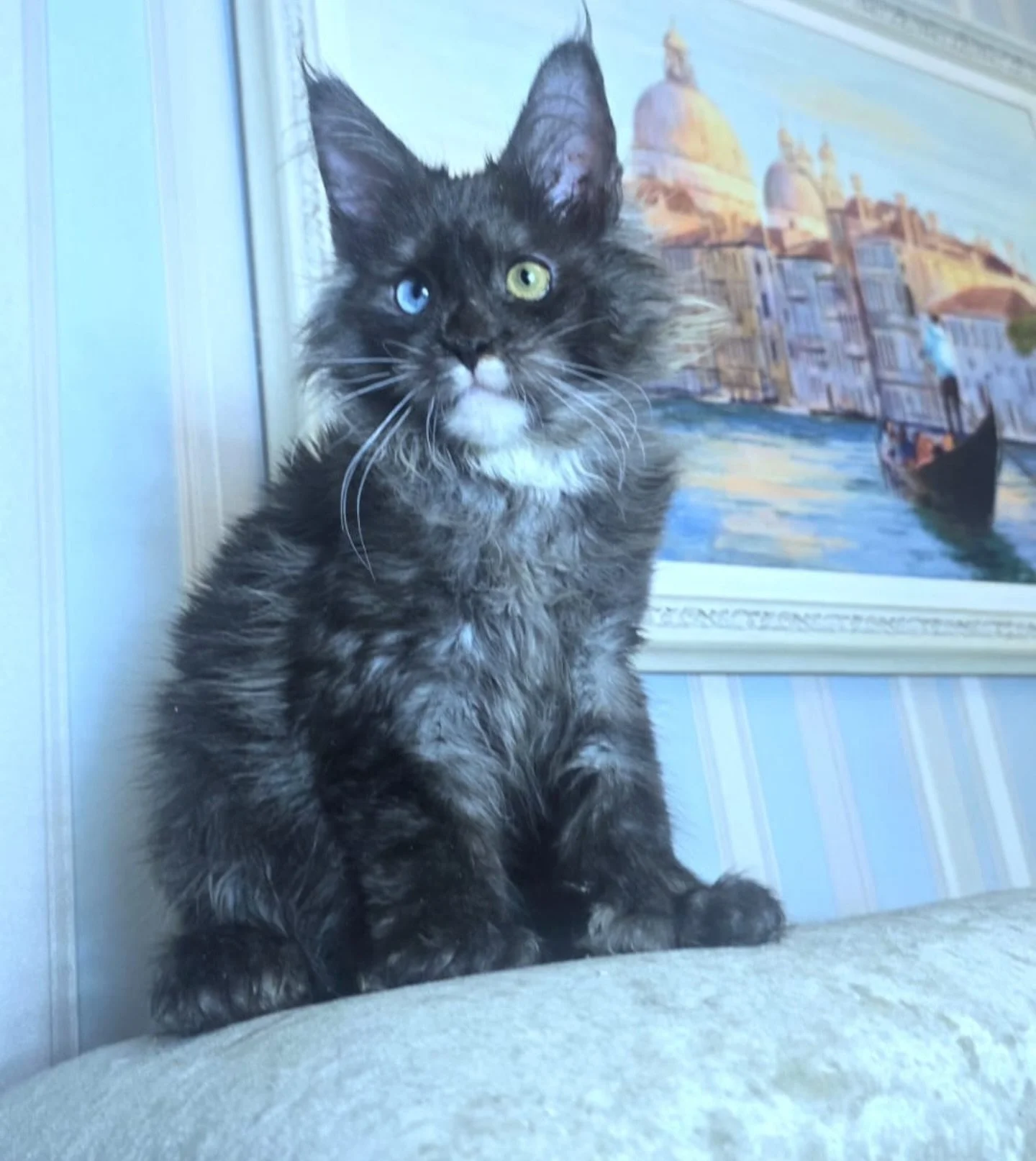 Nostra may suddenly be looking for his family👀