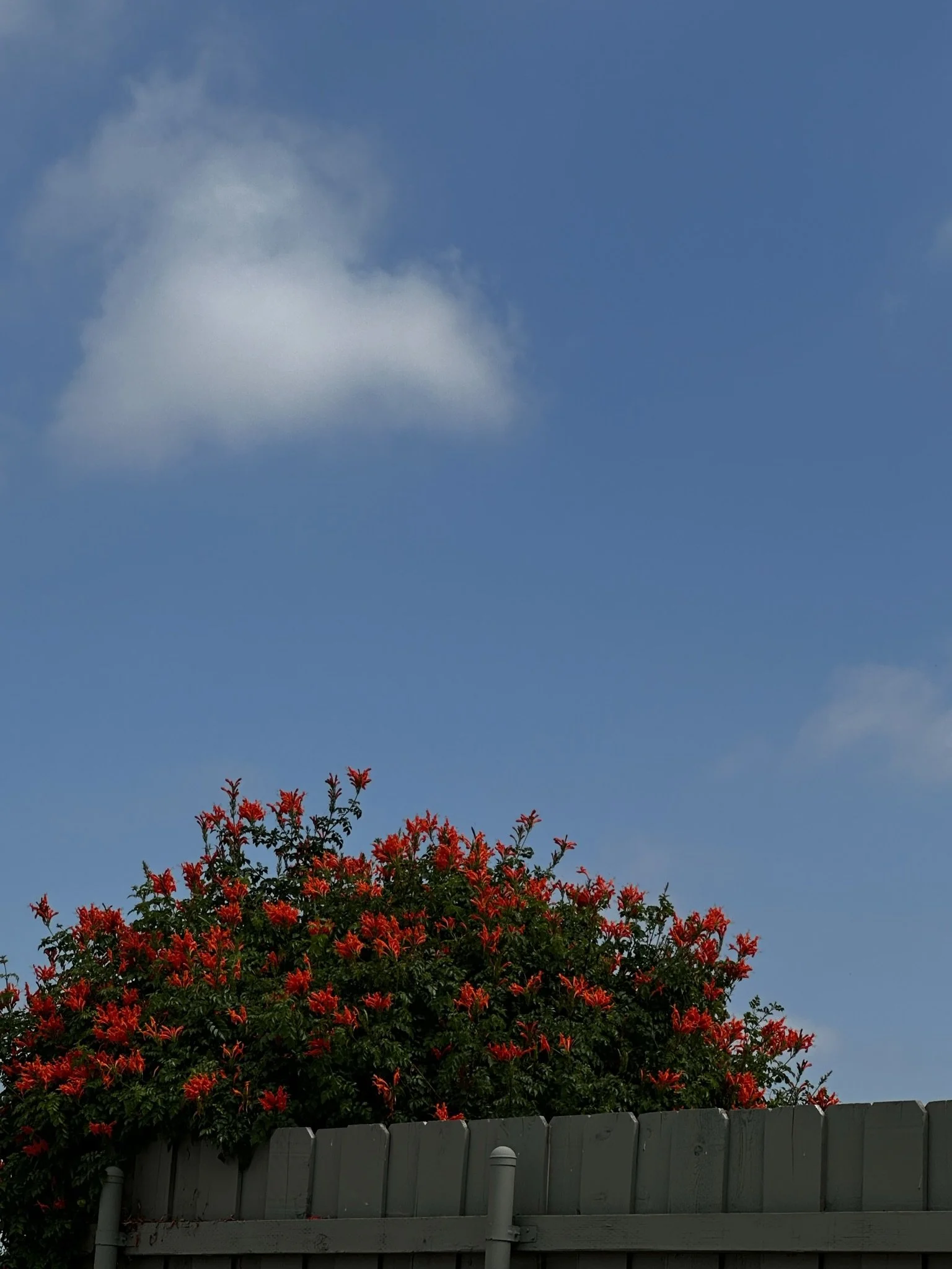 A wooden fence with a bush of red flowers on top, under a blue sky with scattered clouds.