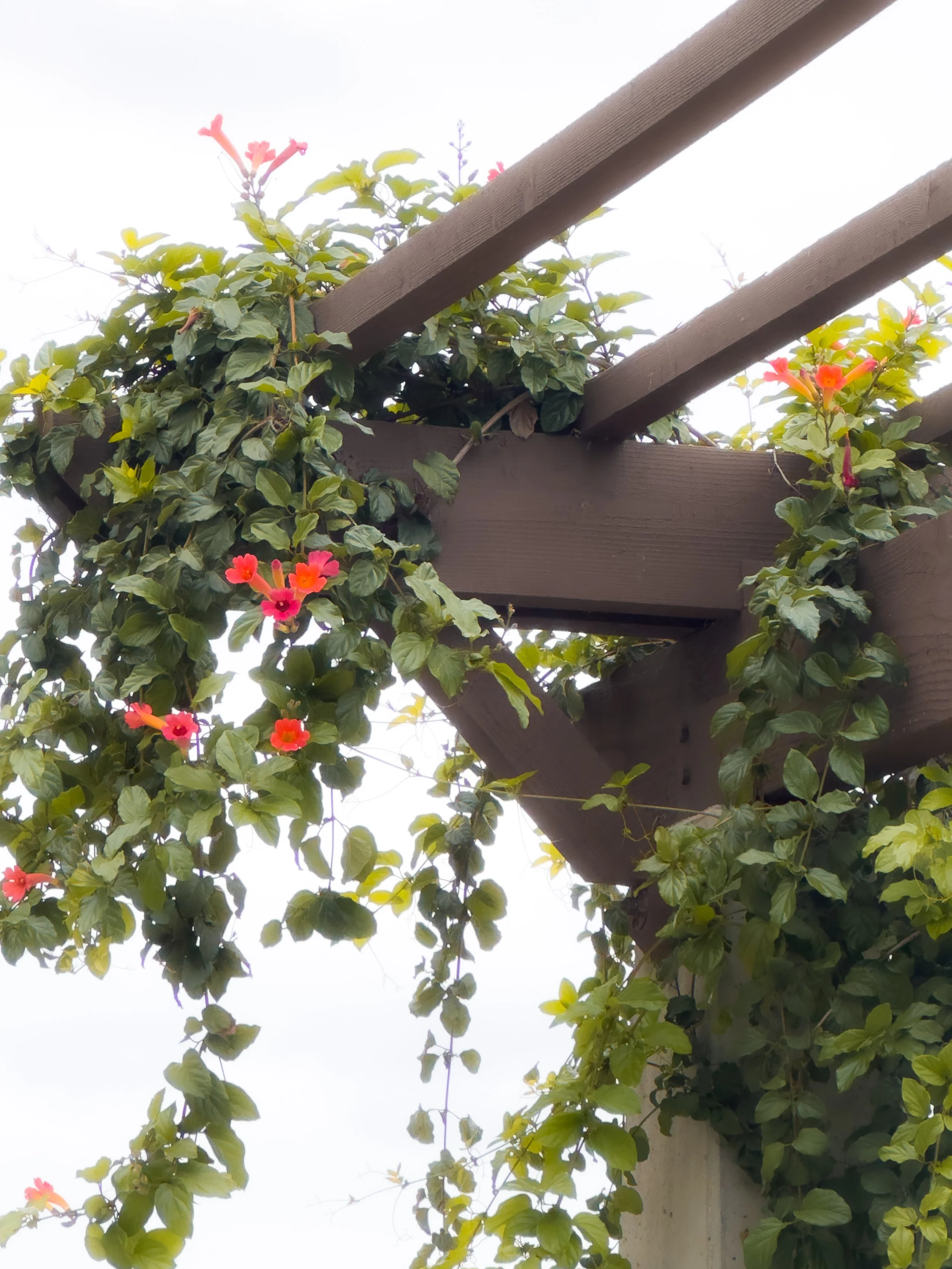 Green leafy plant with bright orange and pink flowers climbing on a wooden structure outdoors.