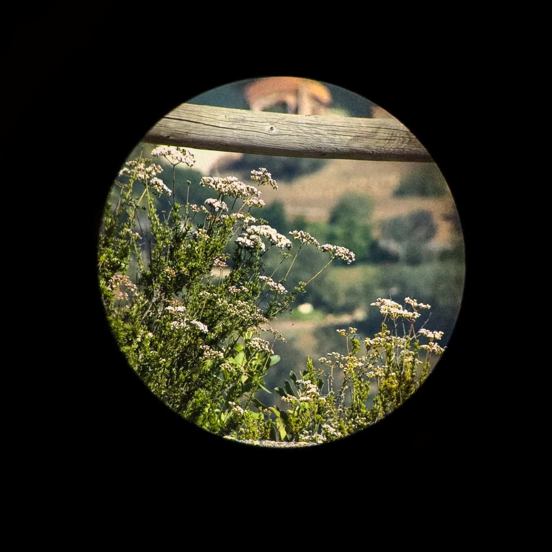Flowers and greenery viewed through a circular telescope or peephole, with a blurred landscape in the distance.