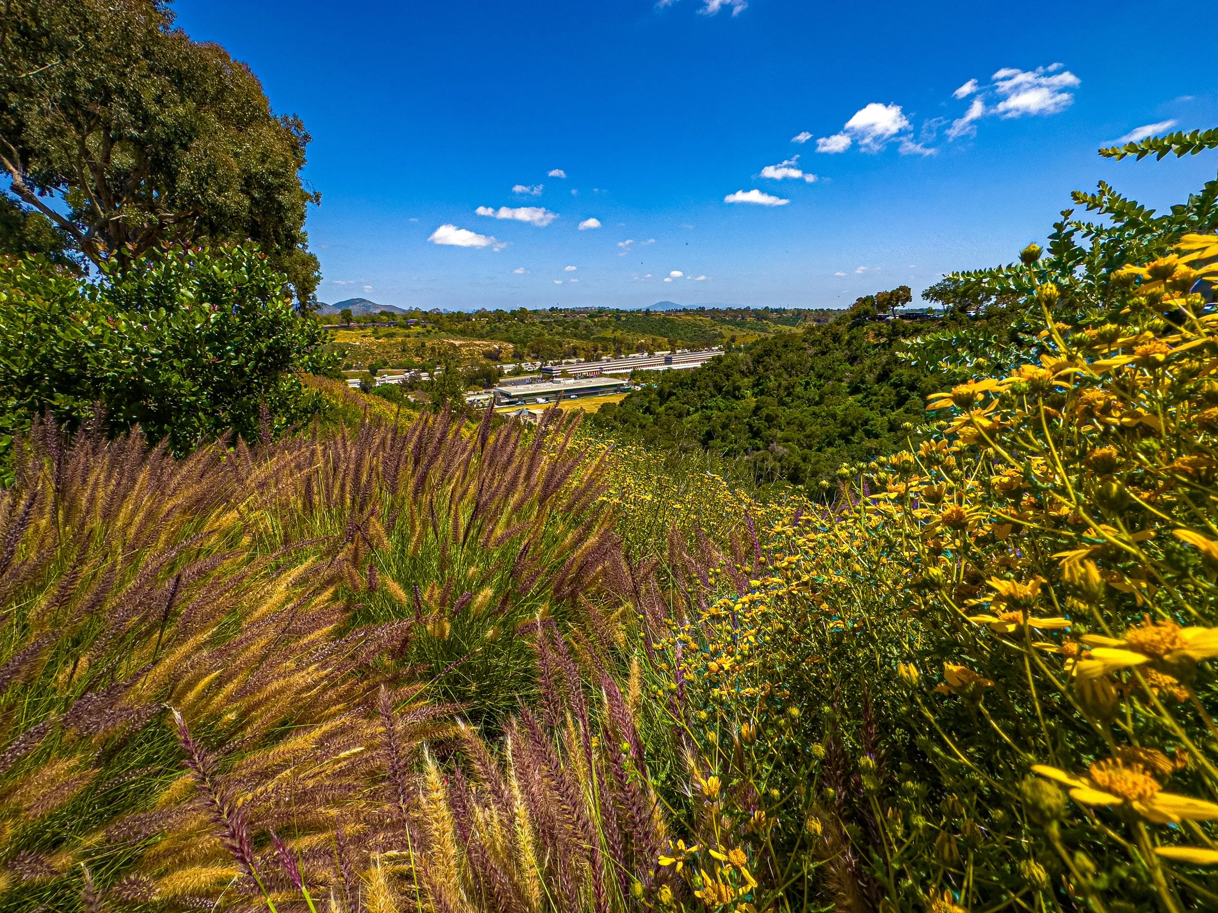 A scenic view of a hilly landscape with wildflowers, green trees, and a blue sky with scattered clouds.