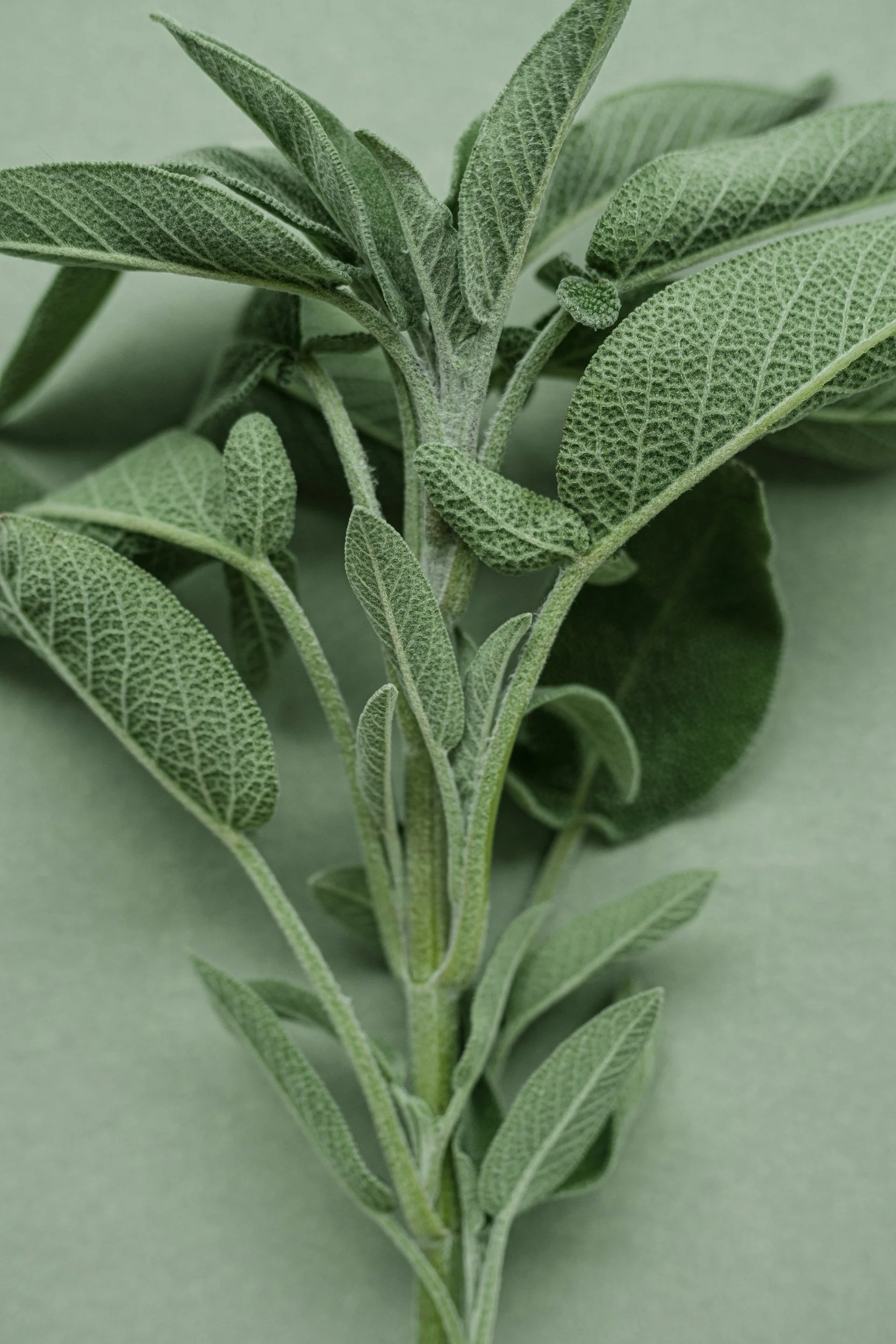 Close-up of sage leaves on a green background.
