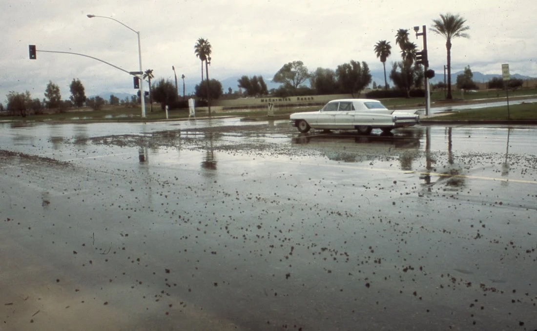 Empty parking lot flooded with rainwater, reflecting palm trees and traffic lights in a cloudy sky.
