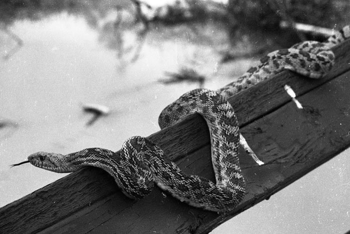 A snake on a wooden railing next to a body of water.