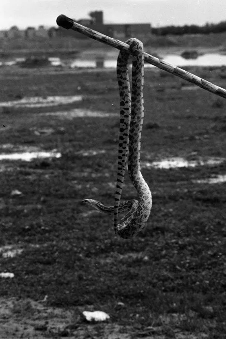A snake hanging from a stick outdoors in a rural landscape.