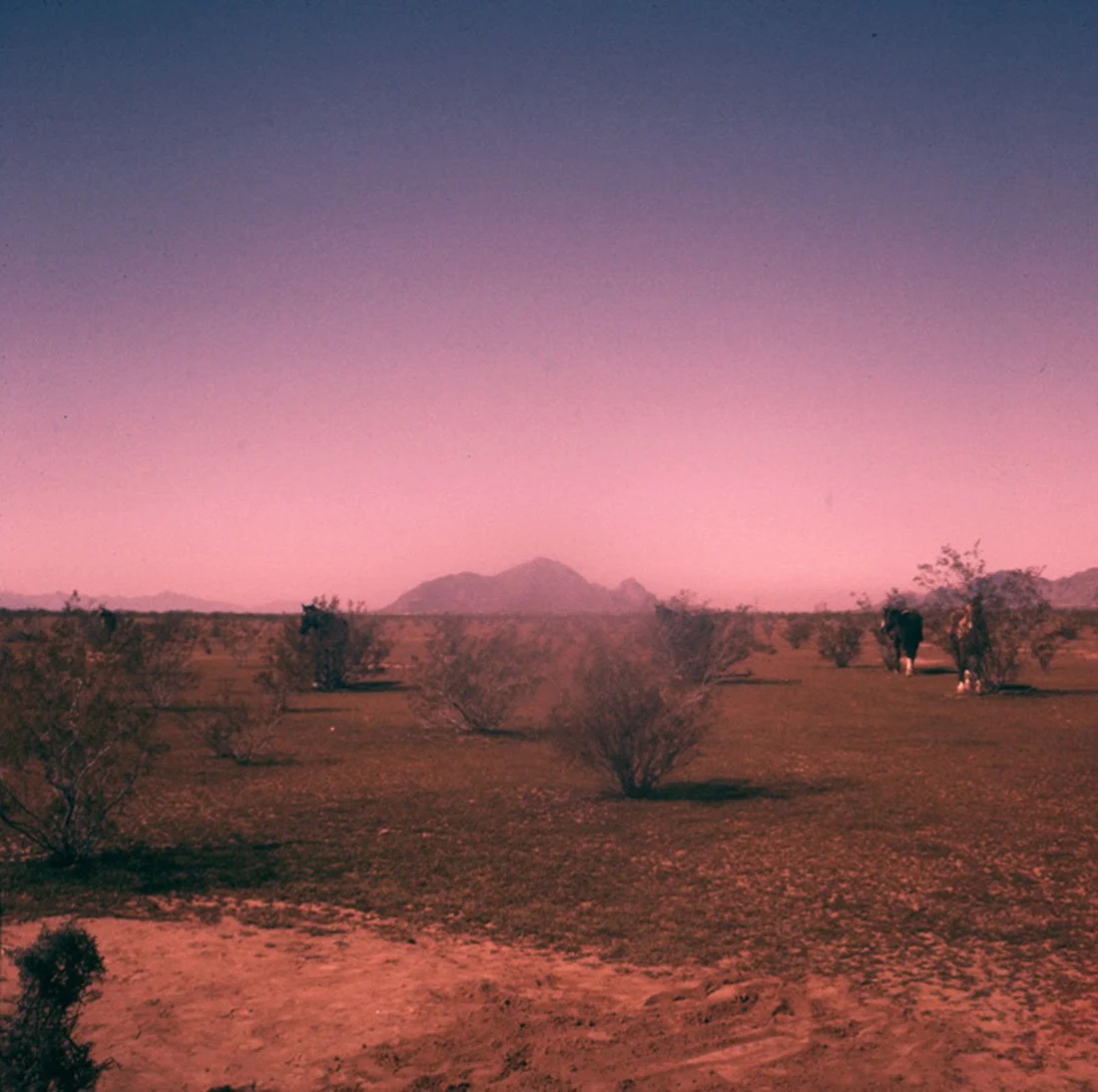 Desert landscape with small bushes, horses grazing, and mountains in the distance under a pinkish-purple sky at sunset or sunrise.
