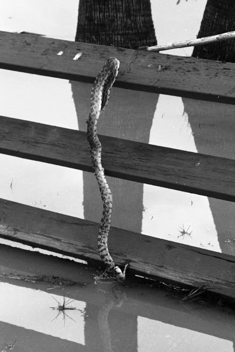 A snake is hanging from a wooden bench near a body of water.
