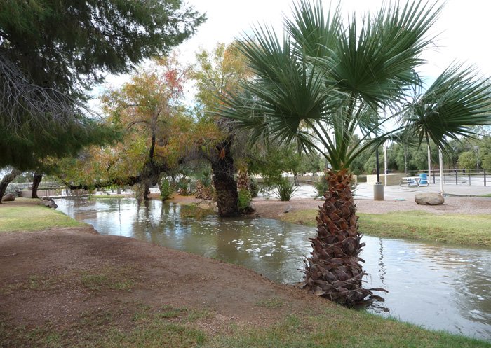 A park with a small river, palm trees, and other trees with green and orange leaves.