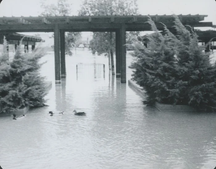 Floodwaters submerge a street under bridges, with two ducks swimming and trees partially submerged.