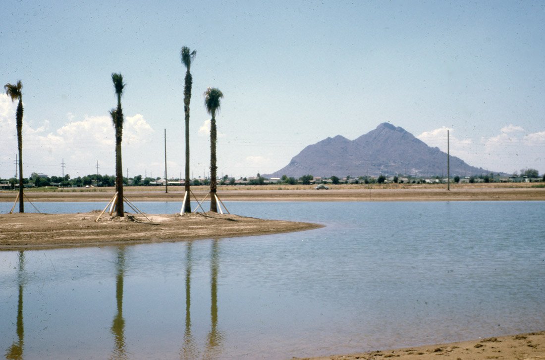 Palm trees growing along the water near a mountain in the distance on a clear day.