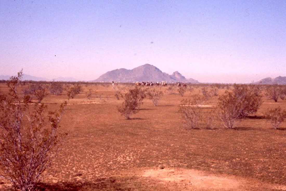 A desert landscape with sparse bushes, distant mountains, and a herd of cattle in the background under a clear sky.