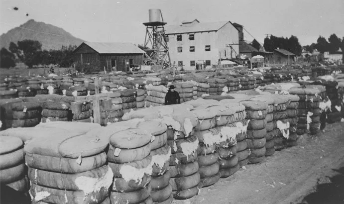 Cotton was Scottsdale's largest cash crop from about 1913 through World War II. Cotton had become so important to Scottsdale farmers that local businessman and rancher E.O. Brown, with partners, built Scottsdale its own cotton gin circa 1920. Located