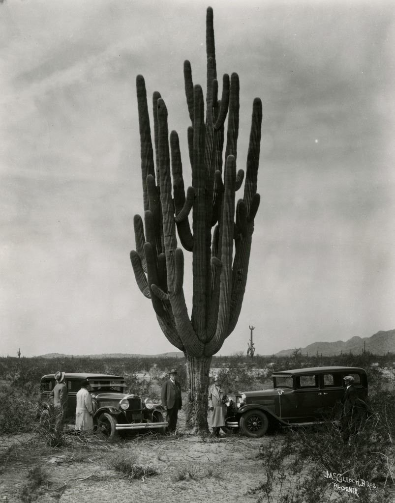 Vintage black and white photo of a large cactus with two classic cars and four people standing in a desert landscape, circa early 20th century.
