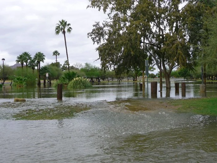 Flooded park with trees, water covering the ground, and some palm trees in the background.