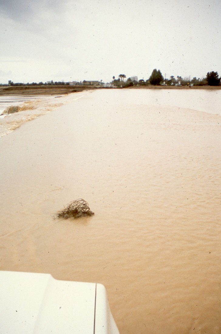 Flooded road with muddy water, a clump of debris in the foreground, and trees and buildings in the distant background.