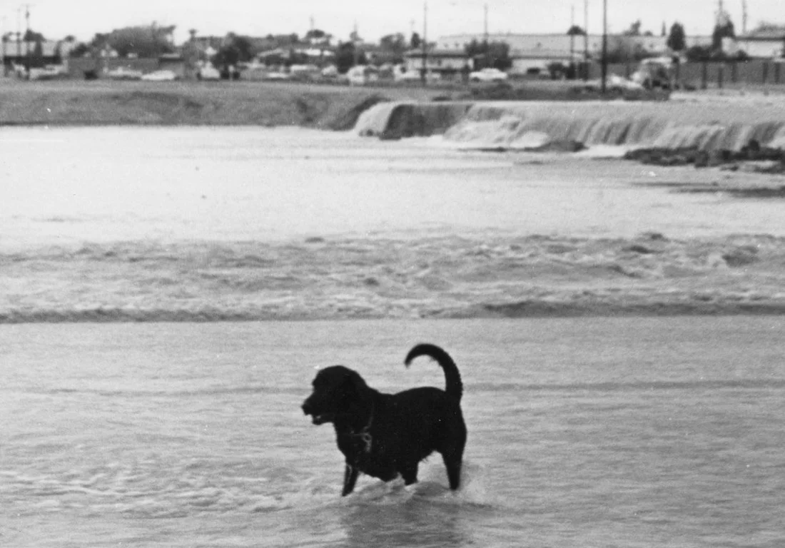 A black dog stands in shallow water near a shoreline with built-up areas and buildings in the background.