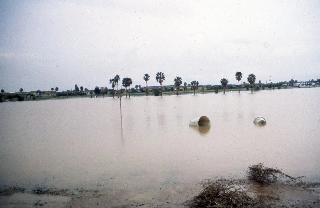 Flooded landscape with palm trees, two white pipes partially submerged, and debris on the ground.