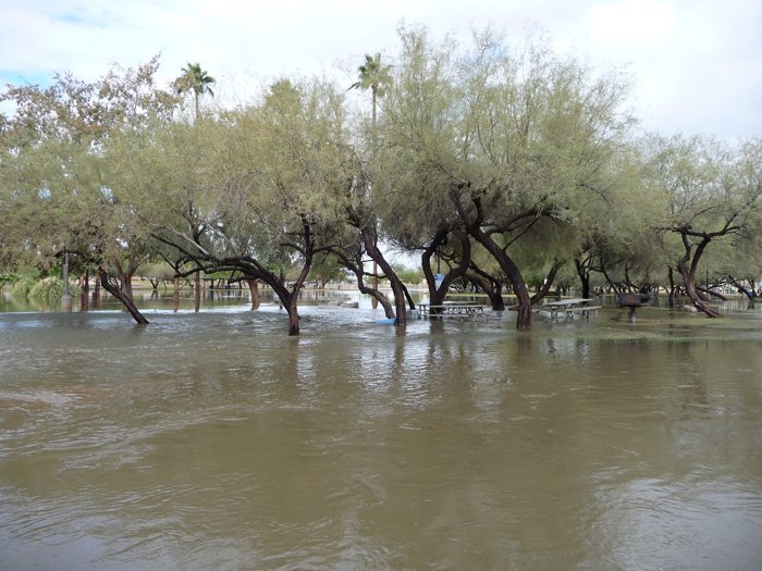 Flooded area with water covering the ground and trees with green leaves, some trees leaning and partially submerged.